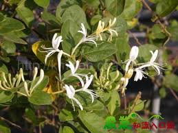 忍冬花别名有哪些