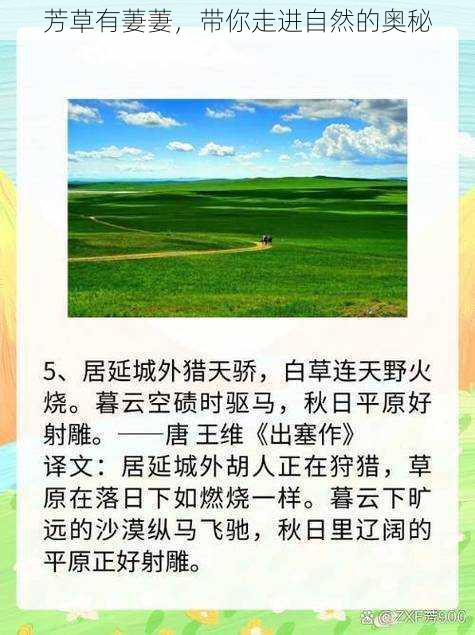芳草有萋萋，带你走进自然的奥秘