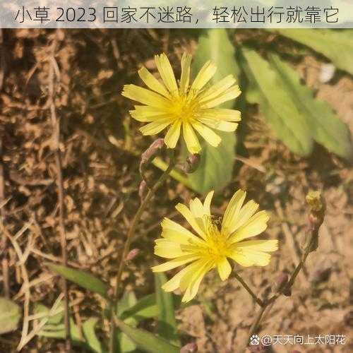 小草 2023 回家不迷路，轻松出行就靠它