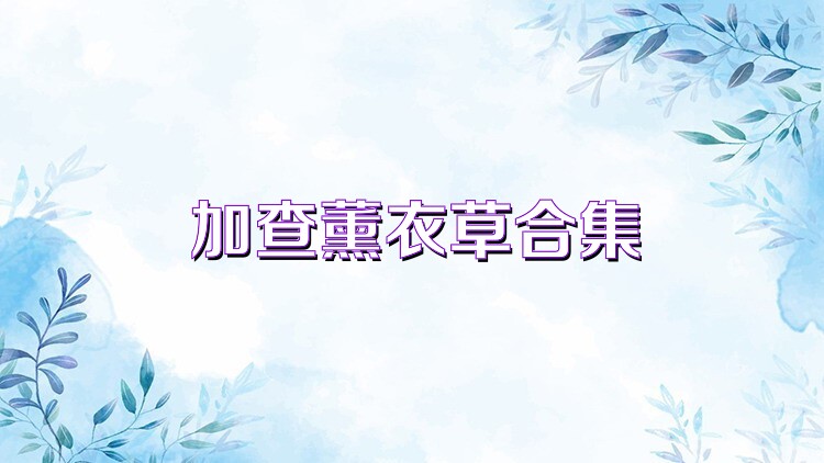 加查薰衣草合集