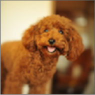 DogBreeds狗品种